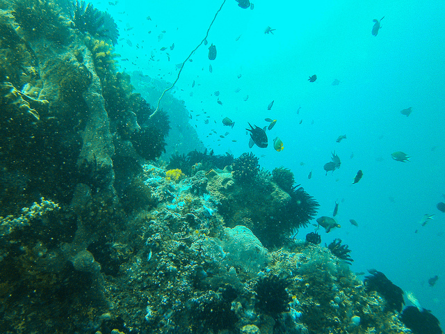 Korallenriff