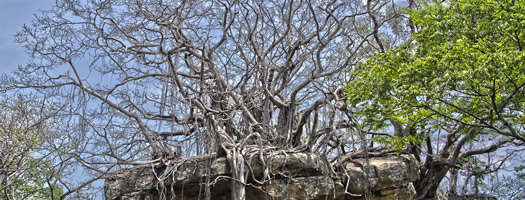 Polonnaruwa und das beste Brathähnchen ever