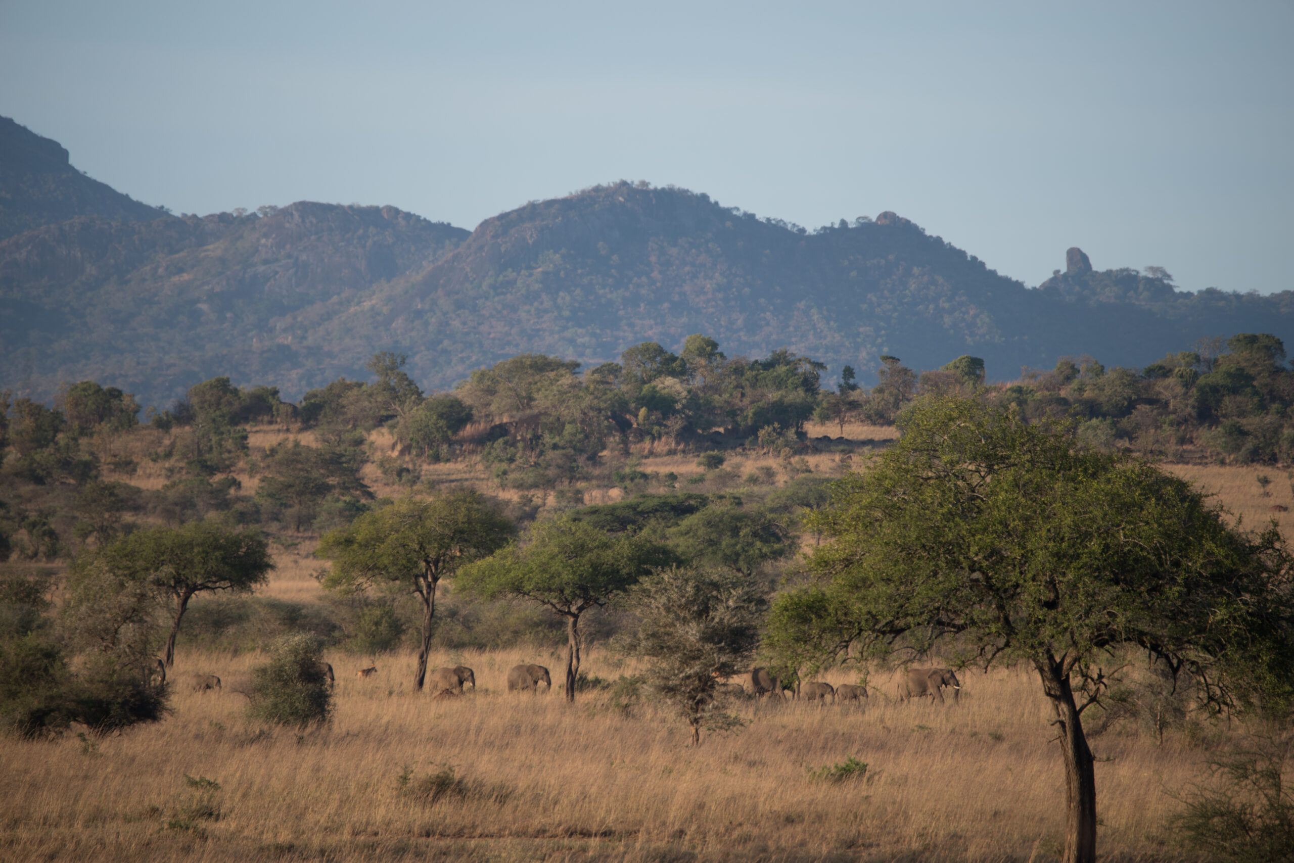 Game Drives im Kidepo Valley