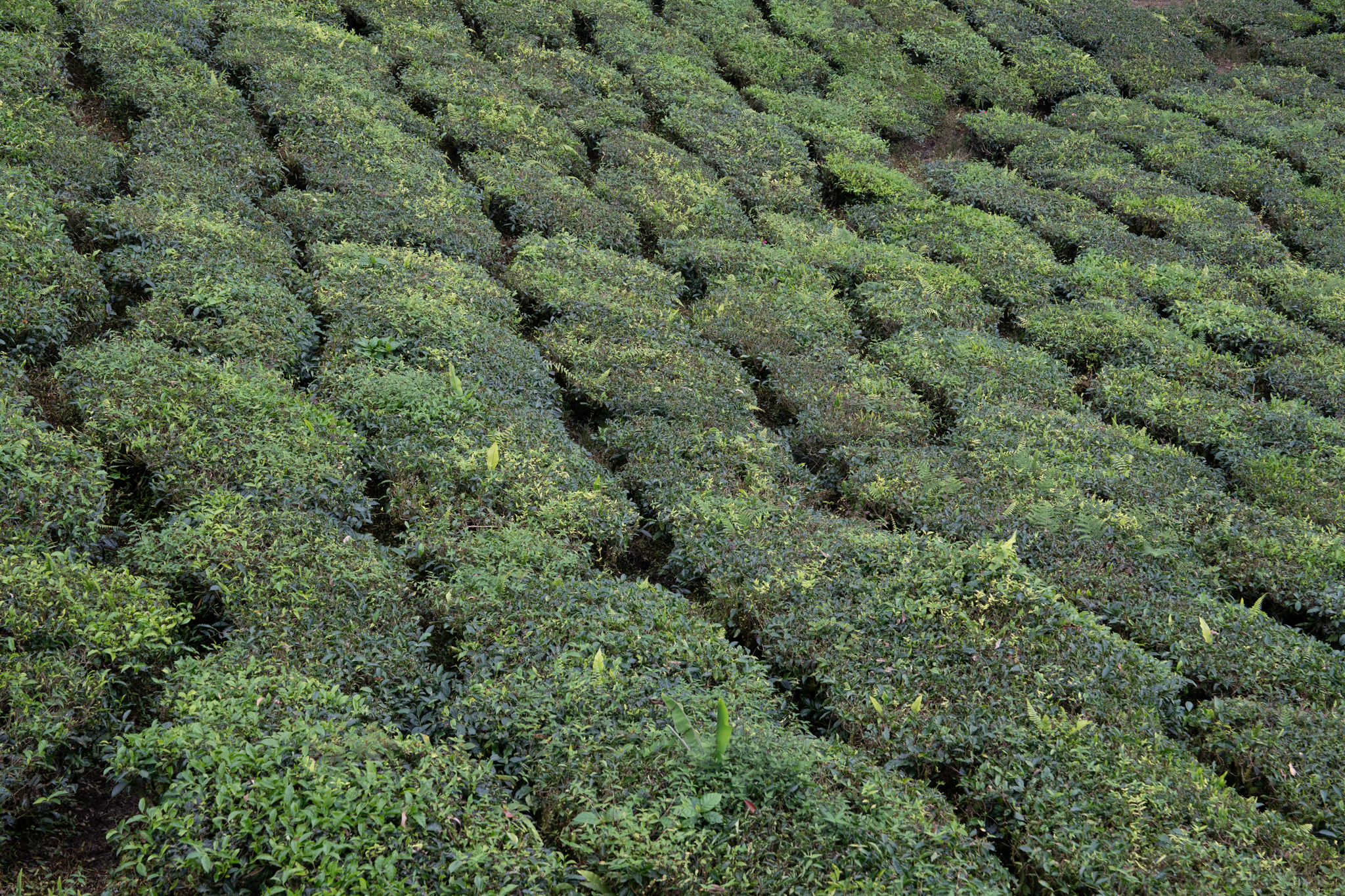 Cameron Highlands